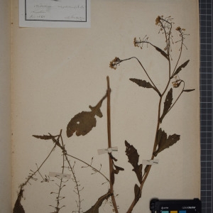 Photographie n°1208762 du taxon Nasturtium amphibium (L.) R.Br. [1812]