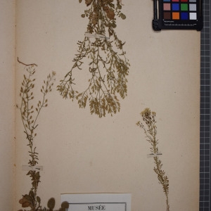 Photographie n°1208765 du taxon Nasturtium pyrenaicum sensu H.J.Coste [1905]