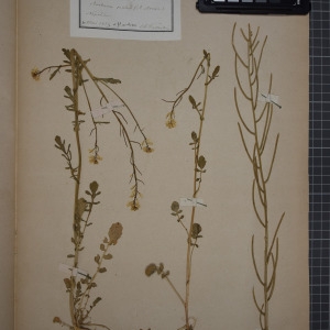 Photographie n°1208771 du taxon Barbarea praecox (Sm.) R.Br. [1812]