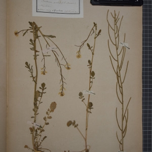 Photographie n°1208772 du taxon Barbarea praecox (Sm.) R.Br. [1812]