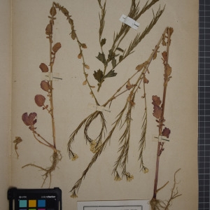 Photographie n°1208773 du taxon Barbarea stricta Andrz. [1821]