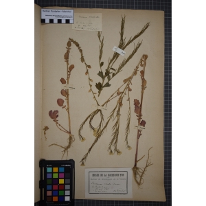 Barbarea palustris Hegetschw. (Barbarée droite)