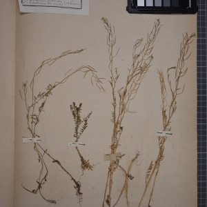 Photographie n°1208778 du taxon Cardamine parviflora L. [1759]