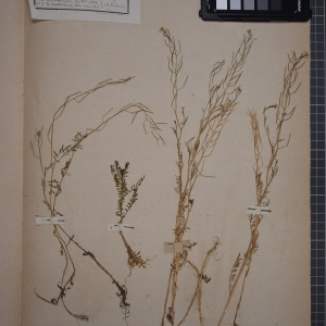 Photographie n°1208779 du taxon Cardamine parviflora L. [1759]
