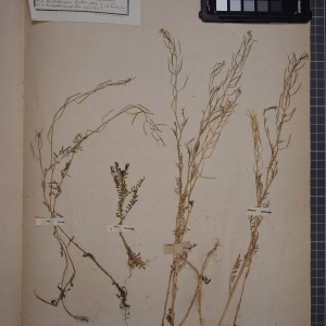 Photographie n°1208780 du taxon Cardamine parviflora L. [1759]
