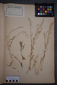 Herbier  PONTARLIER-MARICHAL, le  1 mai 1877 (La Bretonnière-la-Claye (La Bretonnière))