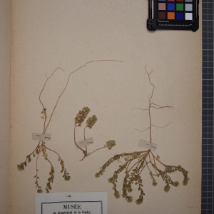 Photographie n°1208793 du taxon Alyssum campestre sensu auct.
