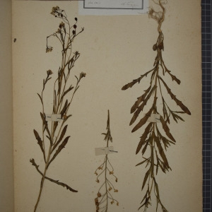 Photographie n°1208794 du taxon Camelina dentata (Willd.) Pers. [1806]
