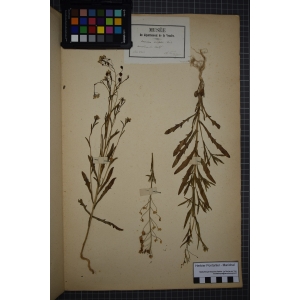 Camelina sativa subsp. foetida (Schrank) Walther (Caméline alysson)