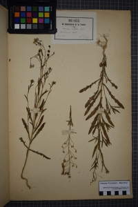 Herbier  PONTARLIER-MARICHAL, le  1 juin 1852 (Mouilleron-le-Captif)