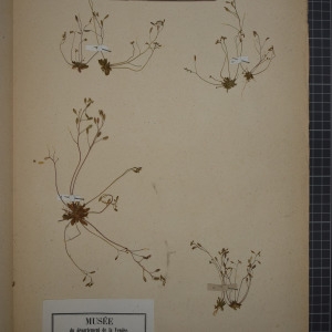 Photographie n°1208798 du taxon Draba verna L. [1753]