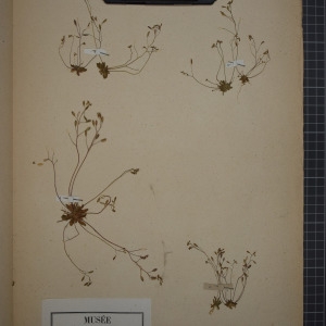 Photographie n°1208799 du taxon Draba verna L. [1753]
