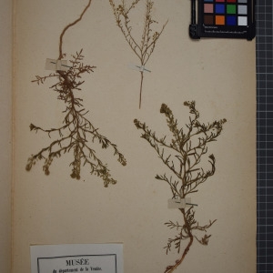 Photographie n°1208804 du taxon Lepidium ruderale L. [1753]