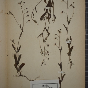 Photographie n°1208818 du taxon Helianthemum guttatum (L.) Mill. [1768]