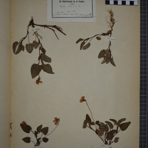 Photographie n°1208822 du taxon Viola canina L. [1753]