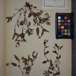 Photographie n°1208824 du taxon Viola lancifolia Thore [1803]