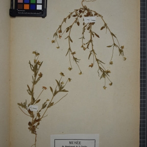 Photographie n°1208828 du taxon Viola segetalis Jord. [1846]