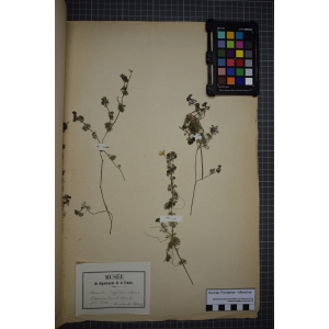 Batrachium circinatum (Sibth.) Spach (Renoncule en crosse)
