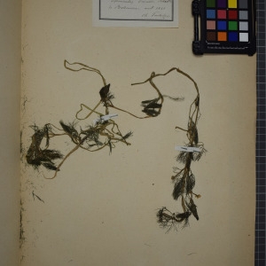  - Ranunculus drouetii F.W.Schultz ex Godr. [1847]