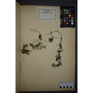 Ranunculus trichophyllus [subsp.] drouetii Clapham