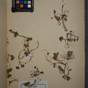 Photographie n°1208835 du taxon Ranunculus hederaceus subsp. lenormandii (F.W.Schultz) Bonnier & Layens [1894]