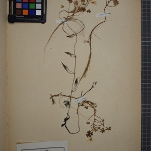 Photographie n°1208836 du taxon Ranunculus ololeucos J.Lloyd [1844]