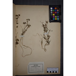 Ranunculus tripartitus DC. (Renoncule tripartite)