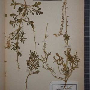 Photographie n°1208839 du taxon Reseda lutea L. [1753]