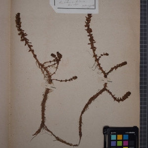 Photographie n°1208846 du taxon Elatine alsinastrum L. [1753]