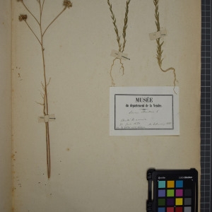 Photographie n°1208852 du taxon Linum strictum L. [1753]