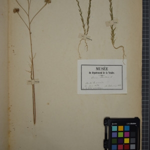 Photographie n°1208853 du taxon Linum strictum L. [1753]