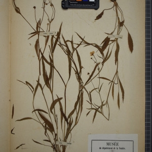 Photographie n°1208860 du taxon Ranunculus flammula L. [1753]