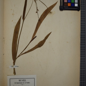 Photographie n°1208861 du taxon Ranunculus lingua L. [1753]