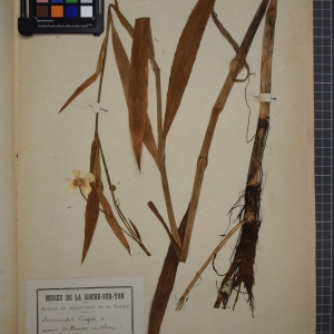 Photographie n°1208862 du taxon Ranunculus lingua L. [1753]