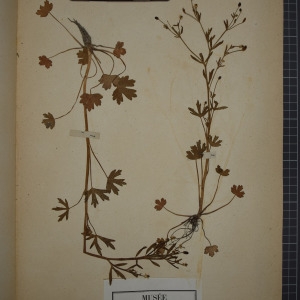 Photographie n°1208864 du taxon Ranunculus sceleratus L. [1753]