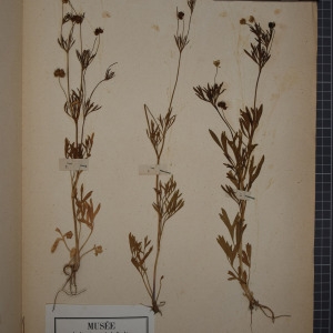 Photographie n°1208866 du taxon Ranunculus arvensis L. [1753]