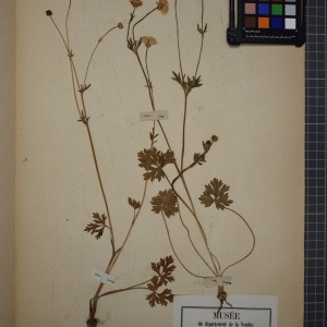 Photographie n°1208868 du taxon Ranunculus bulbosus L. [1753]