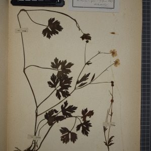 Photographie n°1208872 du taxon Ranunculus repens L. [1753]