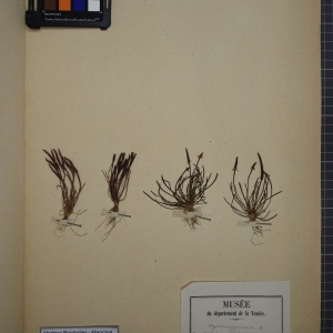 Photographie n°1208878 du taxon Myosurus minimus L. [1753]