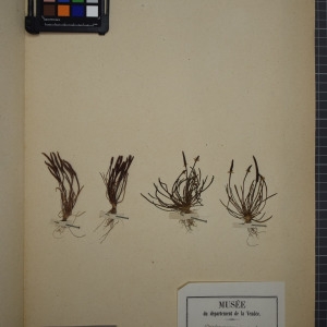Photographie n°1208879 du taxon Myosurus minimus L. [1753]