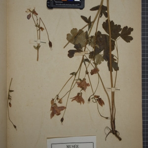 Photographie n°1208880 du taxon Aquilegia vulgaris L. [1753]