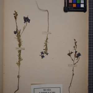 Photographie n°1208882 du taxon Delphinium cardiopetalum DC. [1817]