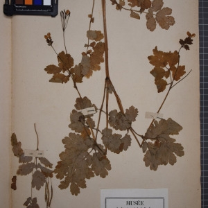 Photographie n°1208888 du taxon Chelidonium majus L. [1753]