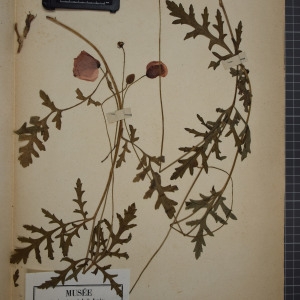 Photographie n°1208893 du taxon Papaver rhoeas L. [1753]