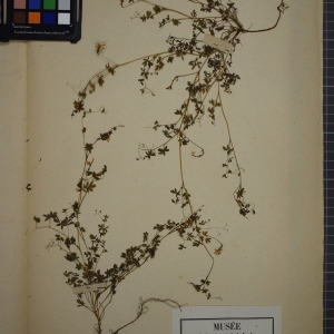 Photographie n°1208894 du taxon Corydalis claviculata (L.) DC.