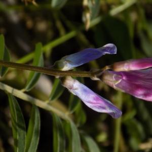 Photographie n°1209469 du taxon Vicia monantha Retz. [1783]