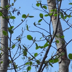 Photographie n°1210477 du taxon Alnus incana (L.) Moench