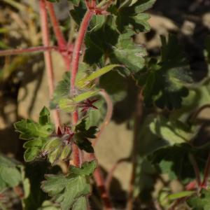 Photographie n°1210864 du taxon Geranium rotundifolium L.