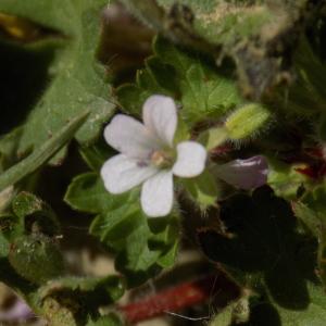 Photographie n°1210865 du taxon Geranium rotundifolium L.