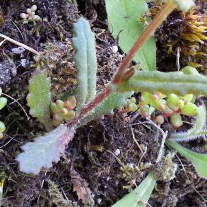 Photographie n°1212547 du taxon Senecio lividus L. [1753]